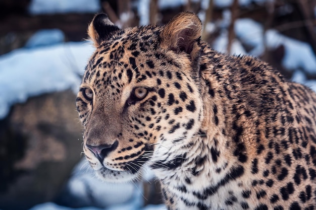 Persian leopard Panthera pardus saxicolor in winter