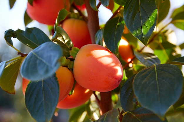 Persimmon fruits in trees field agriculture 