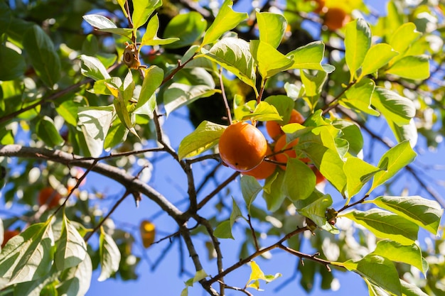 Persimmon tree fresh fruit that is ripened hanging on the branches in plant garden Juicy fruit and ripe fruit with persimmon trees