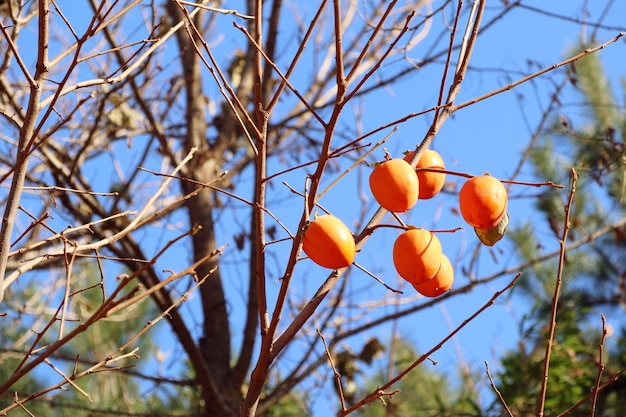 persimmon tree spring korea