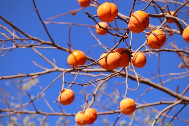 persimmon tree spring korea