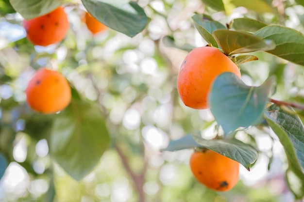 Persimmon tree with many persimmons in autumn