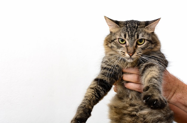 Person carrying a cat with white background