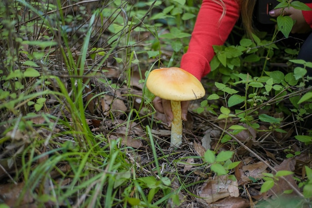 Person collecting mushrooms in the middle of the forest