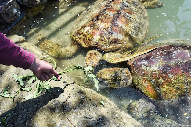 Person feeding the sea turtles with grass