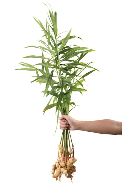 Person hand holding ginger plant root and leaves freshly harvested isolated on white