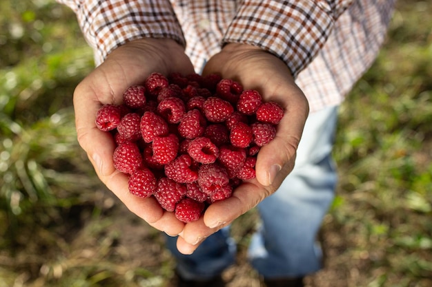 Photo person harvesting fresh raspberries in a sunny field during the afternoon