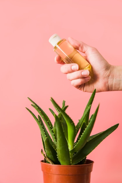 A person holding aloevera gel bottle over the potted plant against pink background