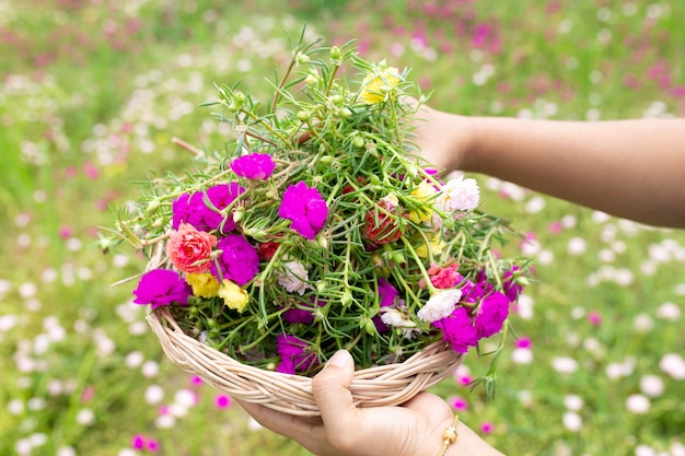 Person holding moss rose flowers in the garden