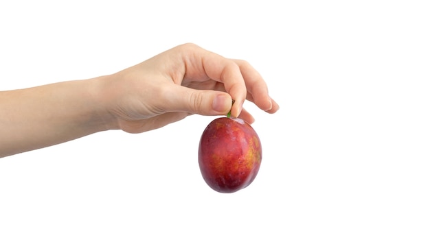 Person holding plum in hand isolated on a white background photo