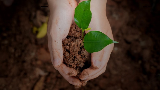 A person holding a soil with a green leaf on it