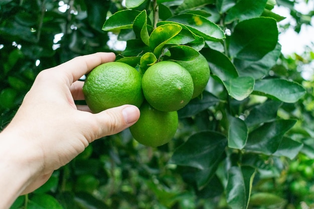 a person holds a bunch of limes on a tree