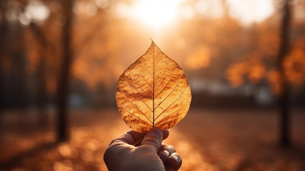 A person holds a leaf in the sunlight in the morning