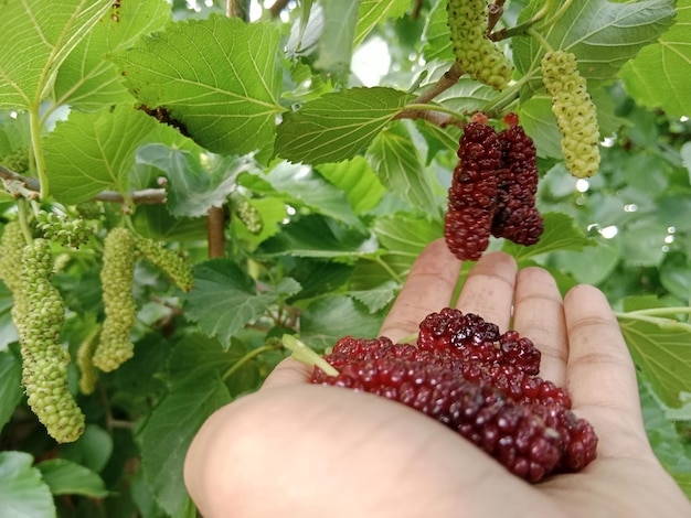 A person is holding a bunch of mulberries