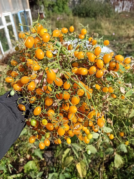 A person is holding a bunch of yellow fruit.