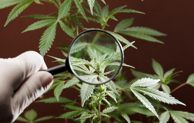 Person looks at medical marijuana plant with magnifier Cannabis plant growing indoor