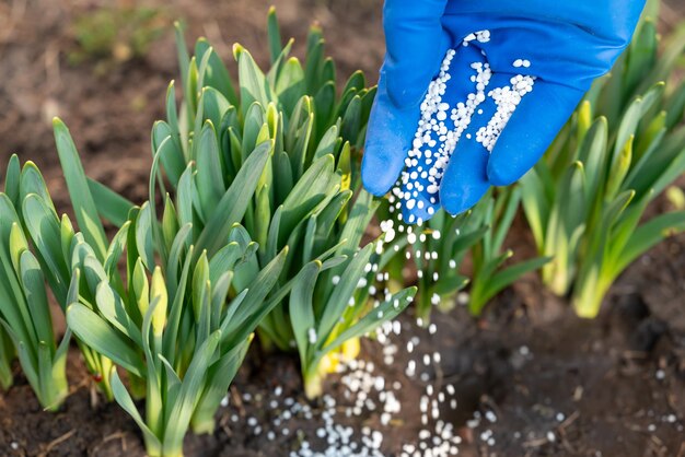 Person in medical glove fertilizing the young narcissus sprouses close up