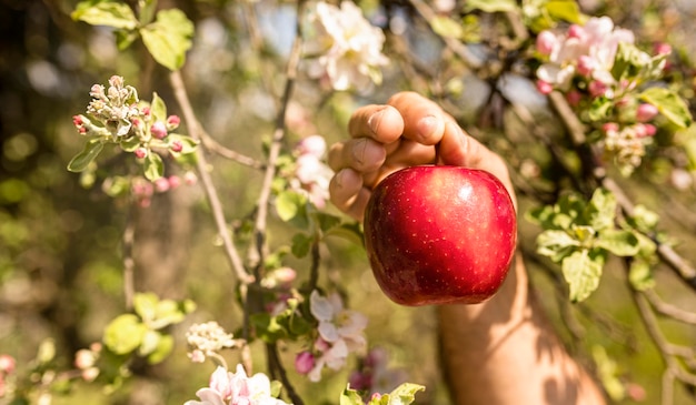 Photo person picking red apple from tree