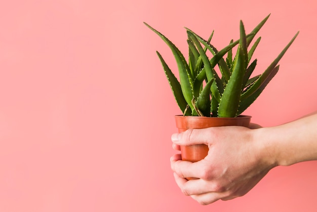 A person's hand holding aloevera pot plant against colored backdrop