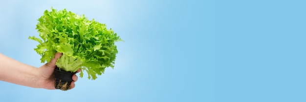 Person's hand holds an organic green lettuce salad in a pot on a blue background