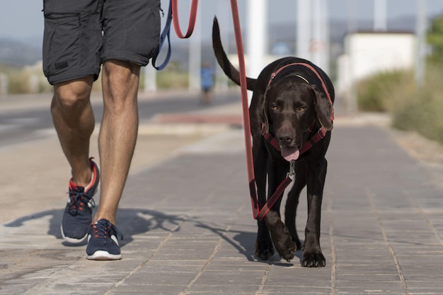 Person walking a black Weimaraner dog on the street