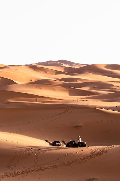 Person walking in a desert with a caravan of camels near sand dunes