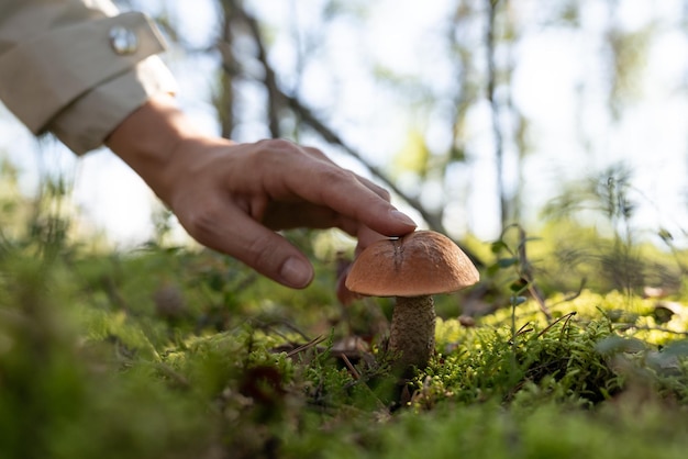 Person wanting to cook delicious meal collects mushrooms in forest illuminated by bright sunlight