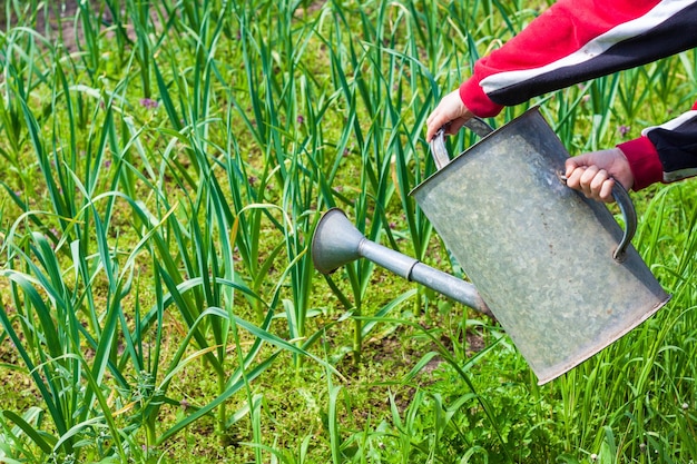 Photo a person watering a vegetable garden with a watering can.