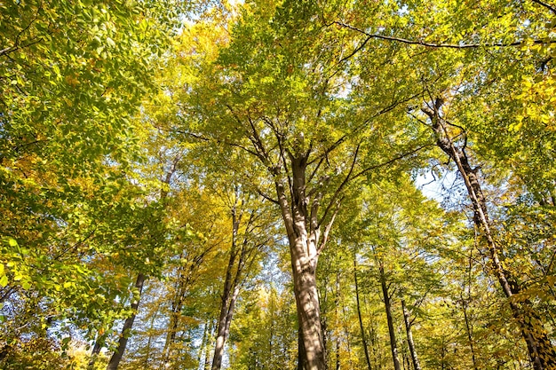 Perspective from down to up view of autumn forest with bright orange and yellow leaves.