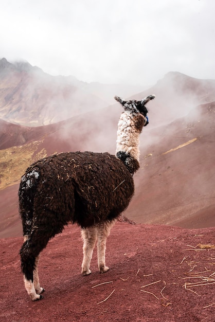 Peruvian alpaca in the red valley of Peru