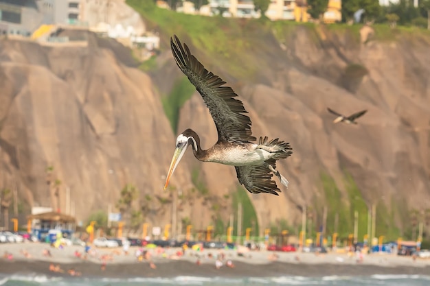 Peruvian brown pelican in flight over the Pacific beach in Lima Peru South America