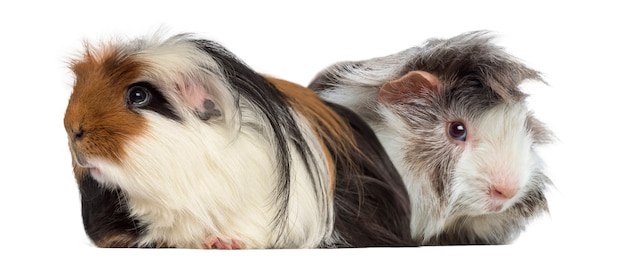 Peruvian Guinea Pig and Guinea Pig isolated on white