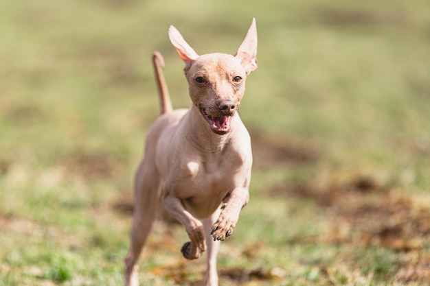 Peruvian heairless dog running straight on camera and chasing coursing lure on green field