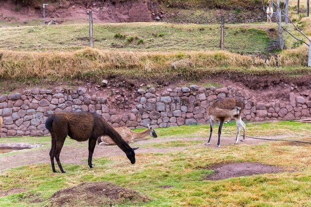 Peruvian Llama Farm of llamaalpacaVicuna in PeruSouth America Andean animalLlama is South American camelid