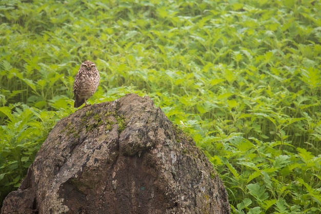 Peruvian owl standing on a stone among green plants Scientific name Athene cunicularia