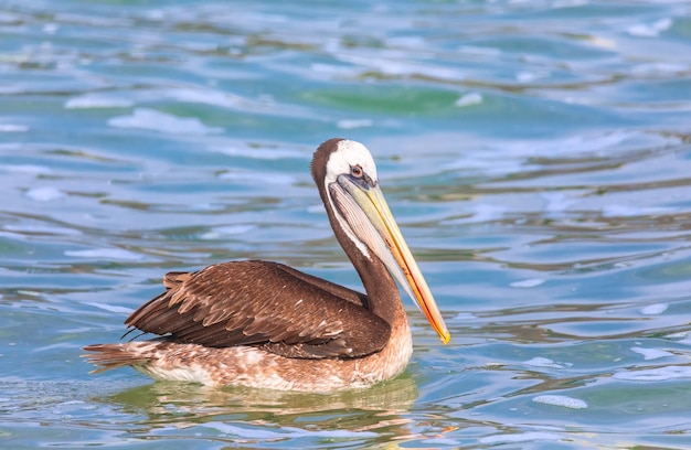 Peruvian pelican is flying over the Pacific Ocean Lima Peru South America