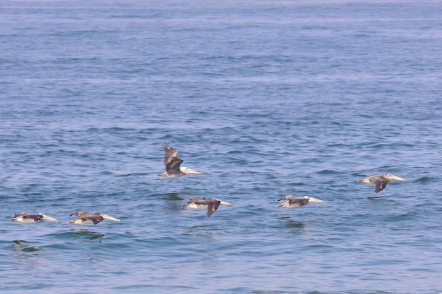 Peruvian Pelican Pelecanus thagus