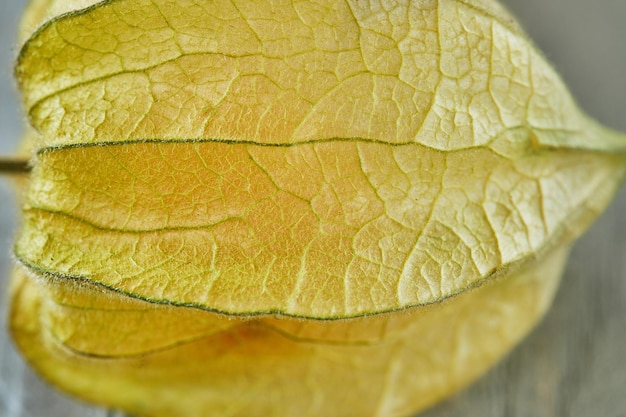 Peruvian physalis Cape gooseberry Fresh peachberry very tasty and healthy berries on a wooden table