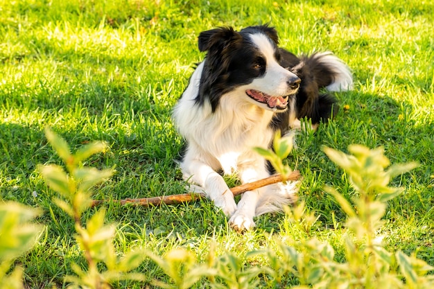 Pet activity cute puppy dog border collie lying down on grass chewing on stick pet dog with funny fa