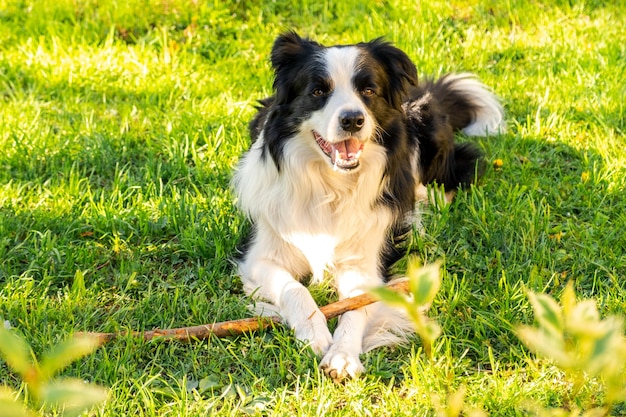 Pet activity cute puppy dog border collie lying down on grass chewing on stick pet dog with funny fa