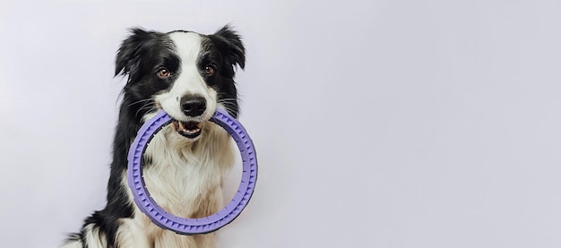 Pet activity funny puppy dog border collie holding puller ring toy in mouth isolated on white backgr