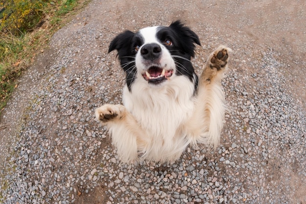 Pet activity Puppy dog border collie walking in park outdoor Pet dog with funny face jumping on road in summer day Pet care and funny animals life concept Funny emotional dog