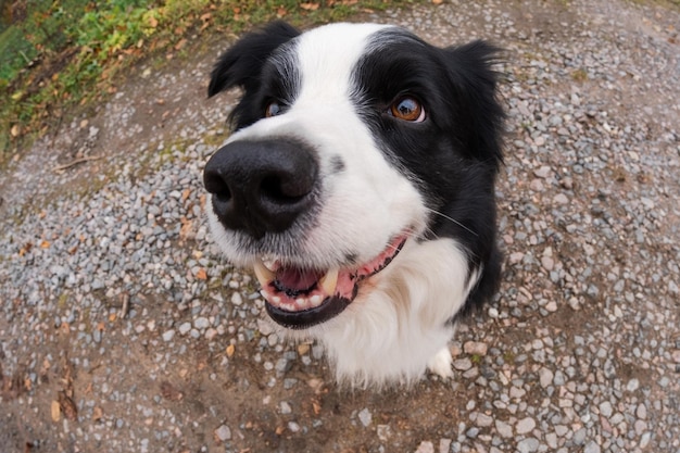 Pet activity Puppy dog border collie walking in park outdoor Pet dog with funny face sitting on road in summer day Pet care and funny animals life concept Funny emotional dog