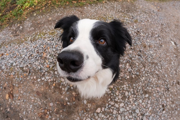 Pet activity puppy dog border collie walking in park outdoor pet dog with funny face sitting on road