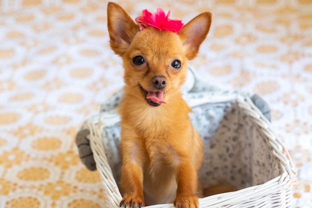 Pet animal; cute dog face portrait photo.