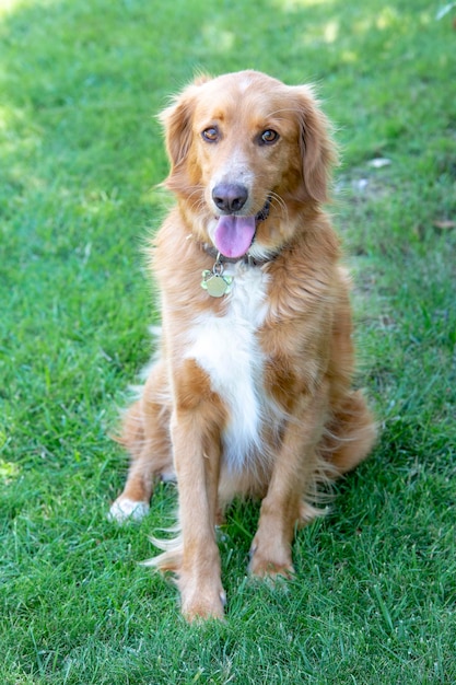 Pet animal; cute dog outdoor. House dog.