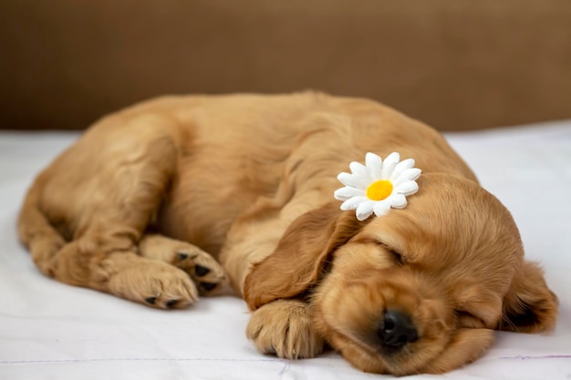 Pet animal; English Cocker Spaniel puppy sleeping indoor