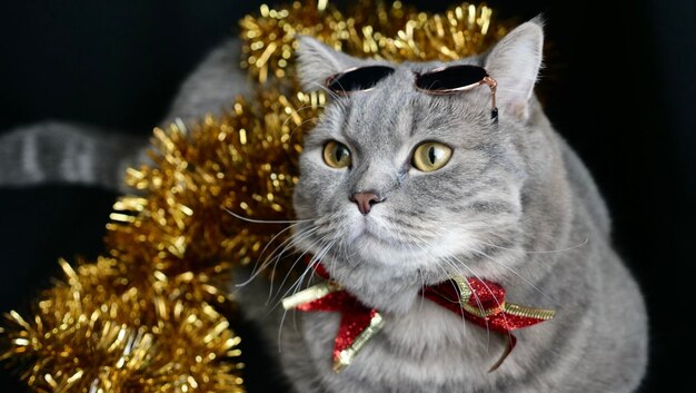 Pet British Scottish straight cat for the new year 2022 or Christmas with glasses red bow closeup A cool gray animal celebrates the holidays