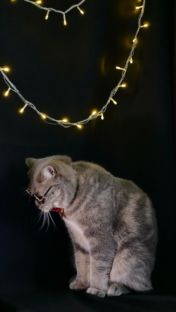 Pet british scottish straight cat for new year christmas with glasses and red bow black isolated ba