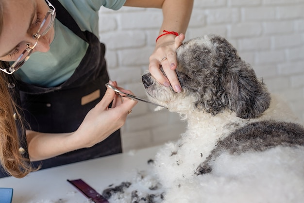 Pet care. Pet grooming. Smiling caucasian woman in glasses grooming bichon frise dog in salon